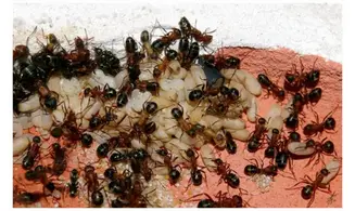 Formica sanguinea