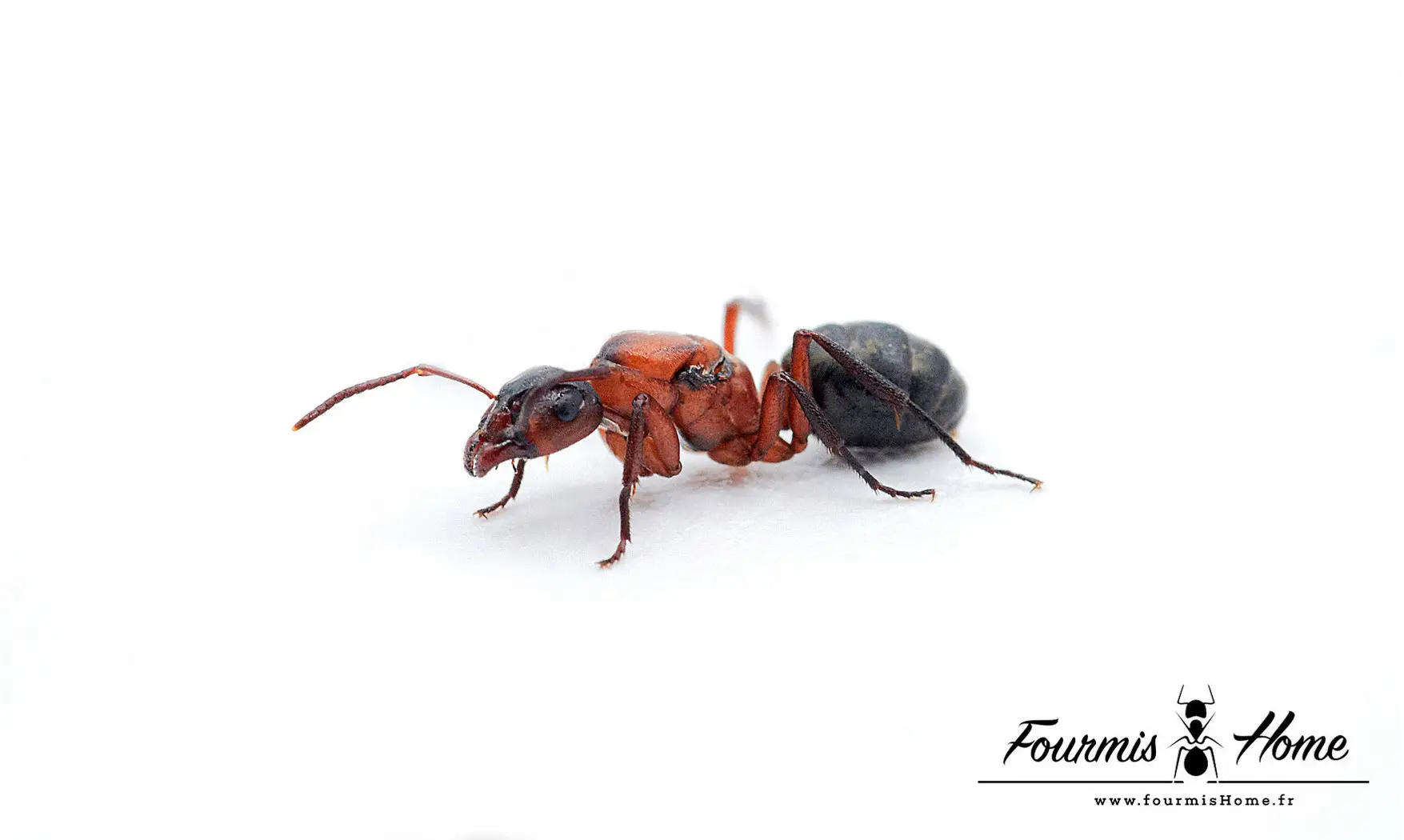 Formica sanguinea