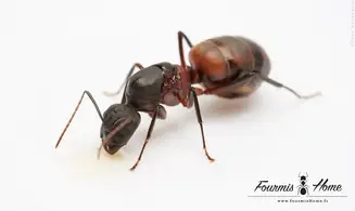 Camponotus cruentatus
