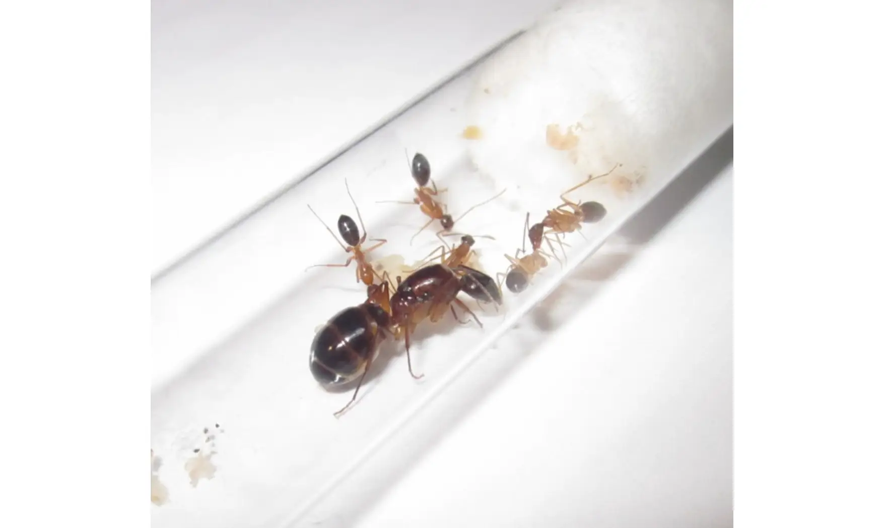 Camponotus pilicornis