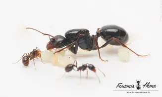 Messor wasmanni