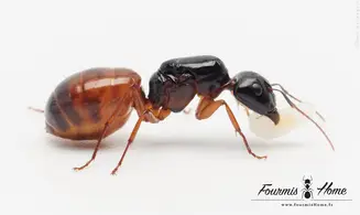 Camponotus sansabeanus