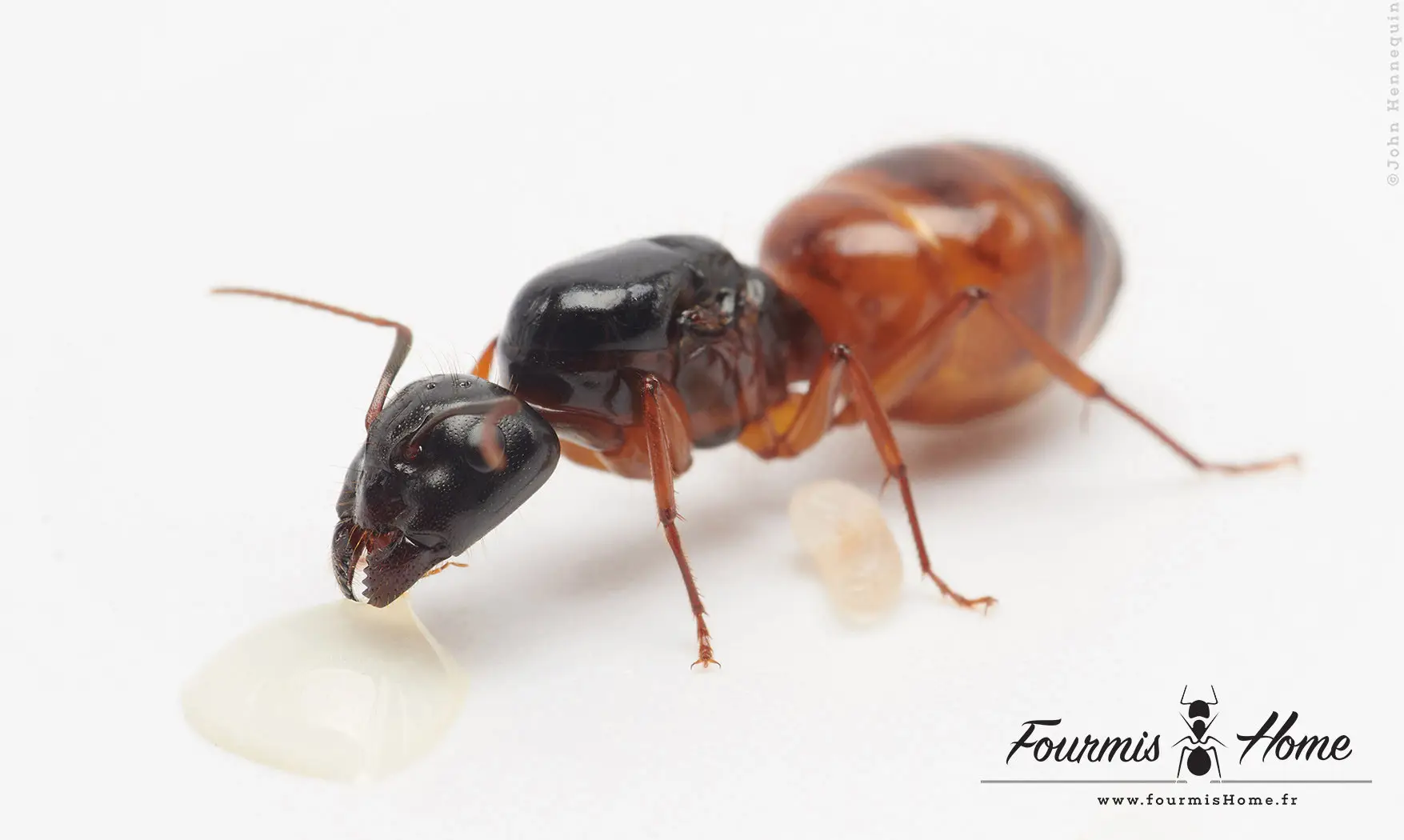 Camponotus sansabeanus