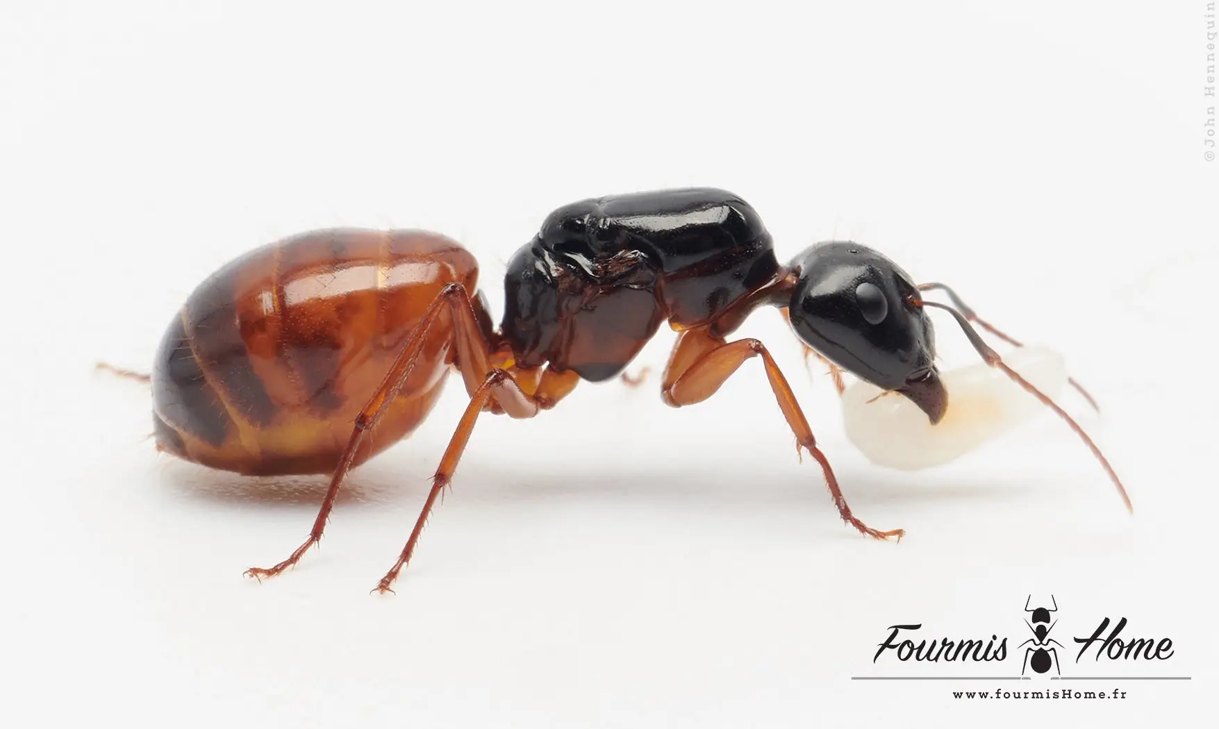 Camponotus sansabeanus