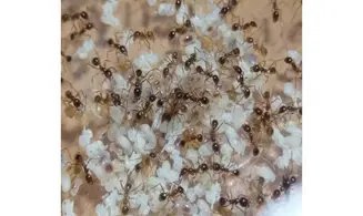 Pheidole sinica