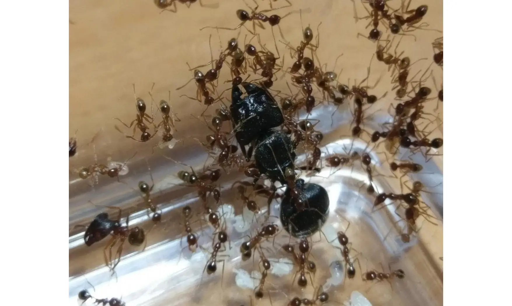 Pheidole sinica