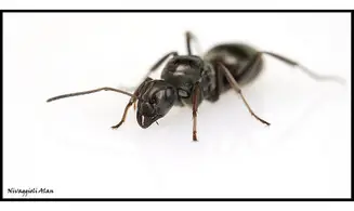 Formica fusca