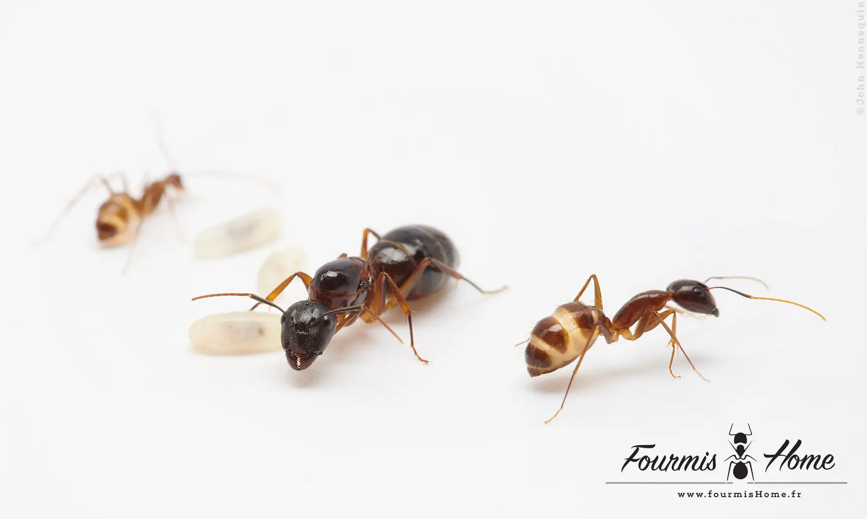 camponotus variegatus