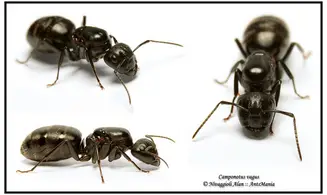 Camponotus vagus