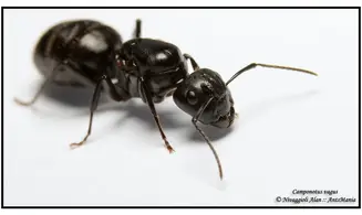 Camponotus vagus