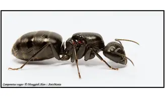 Camponotus vagus