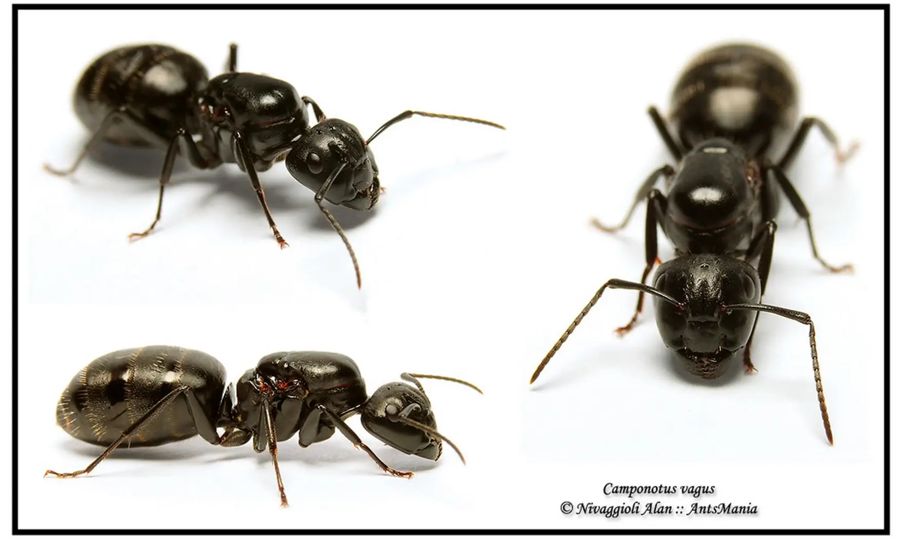 Camponotus vagus