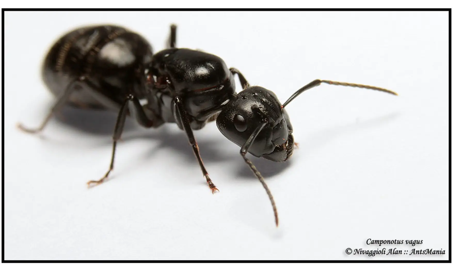 Camponotus vagus