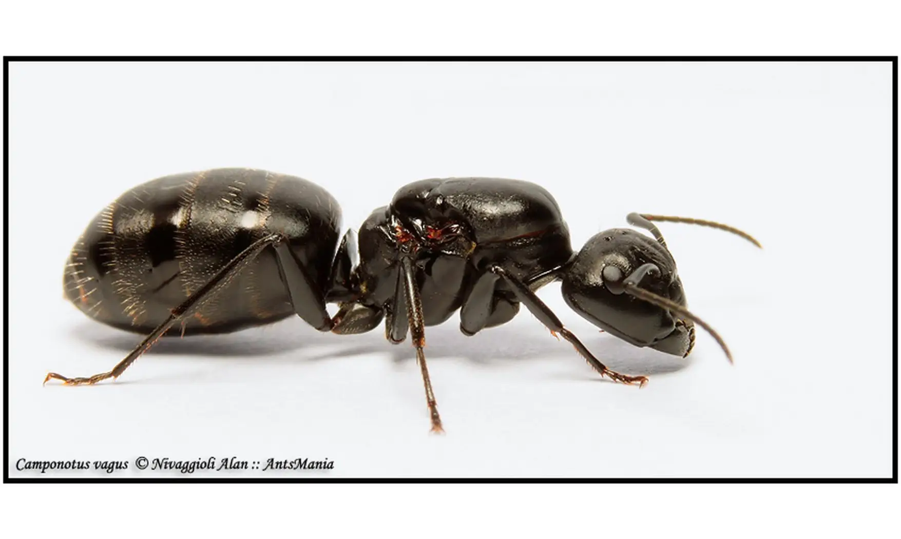Camponotus vagus
