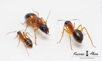 Camponotus consobrinus