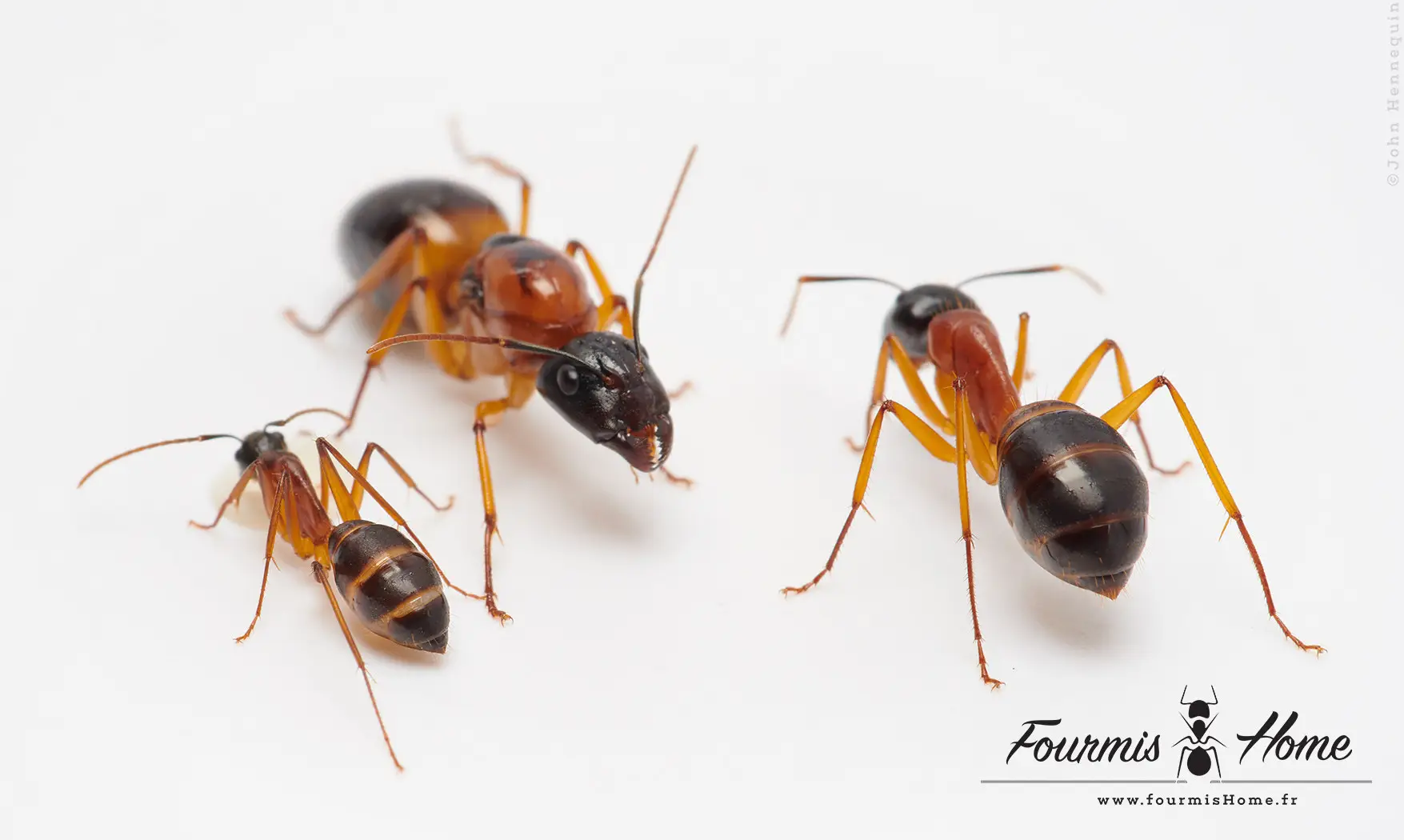 Camponotus consobrinus
