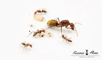 Camponotus rosariensis