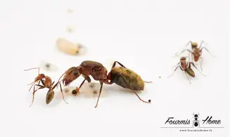 Camponotus rosariensis
