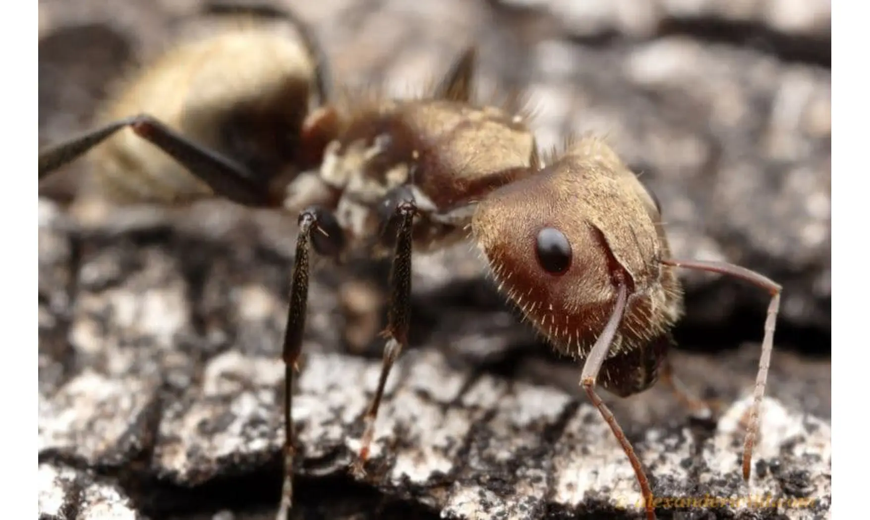 Camponotus rosariensis