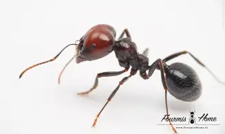 Messor Barbarus