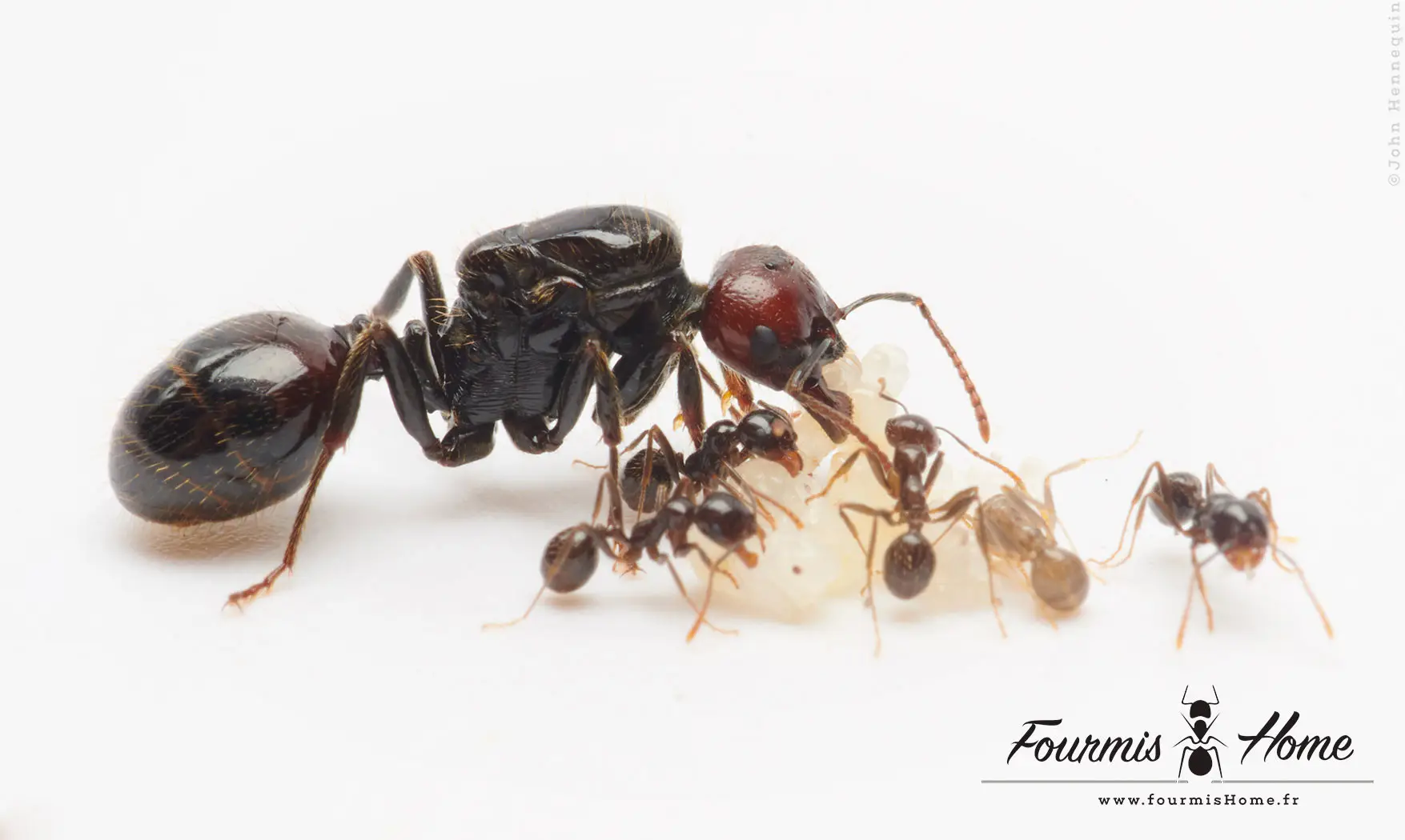 Messor Barbarus