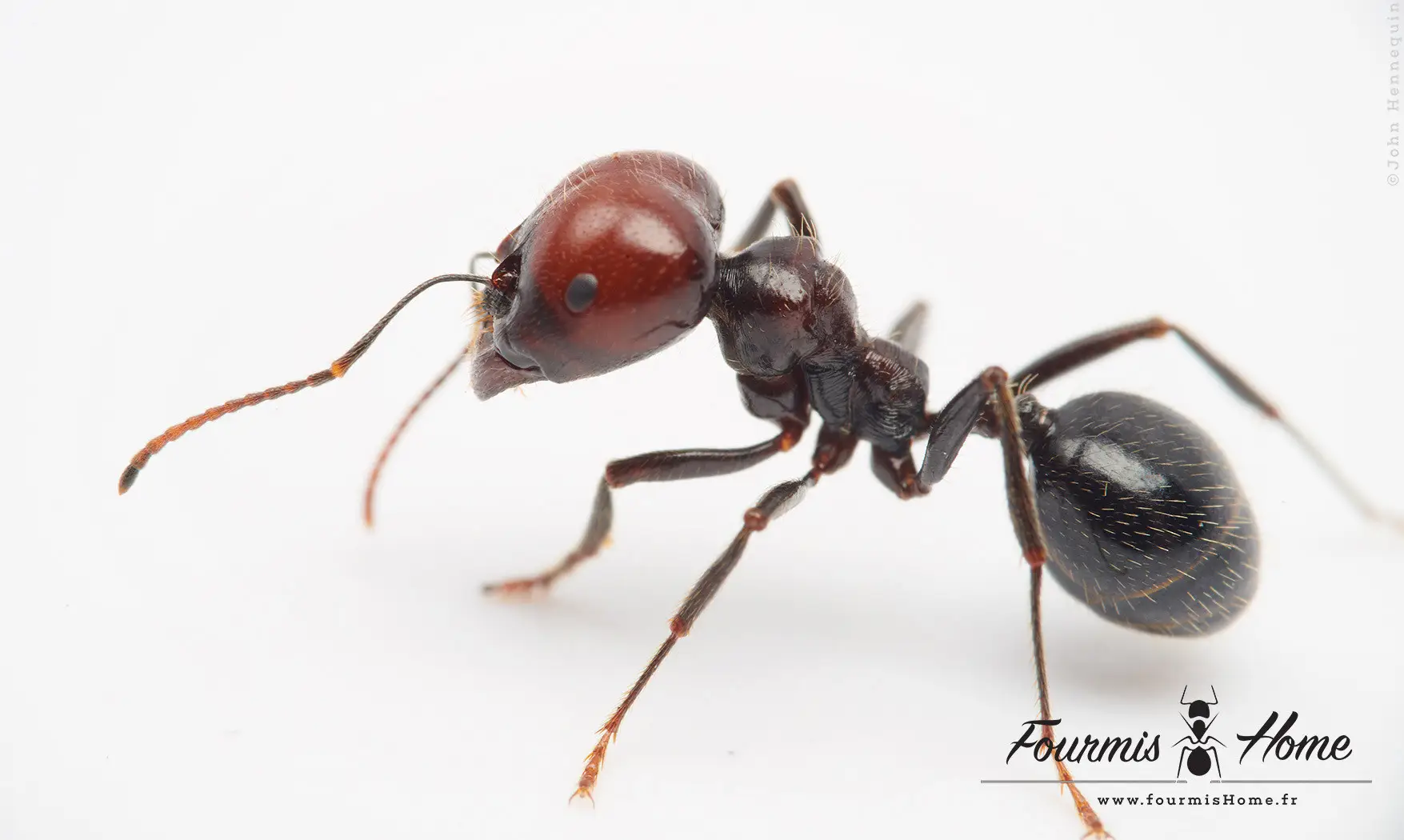 Messor Barbarus