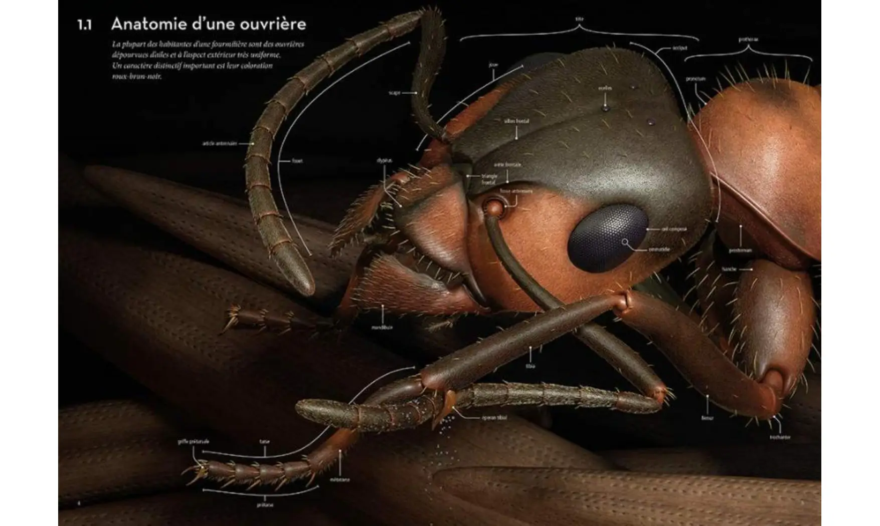 Immersion au coeur d'une fourmilière