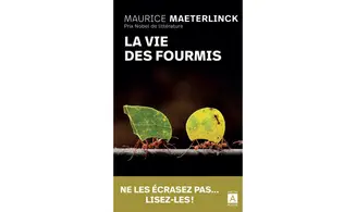 La vie des fourmis