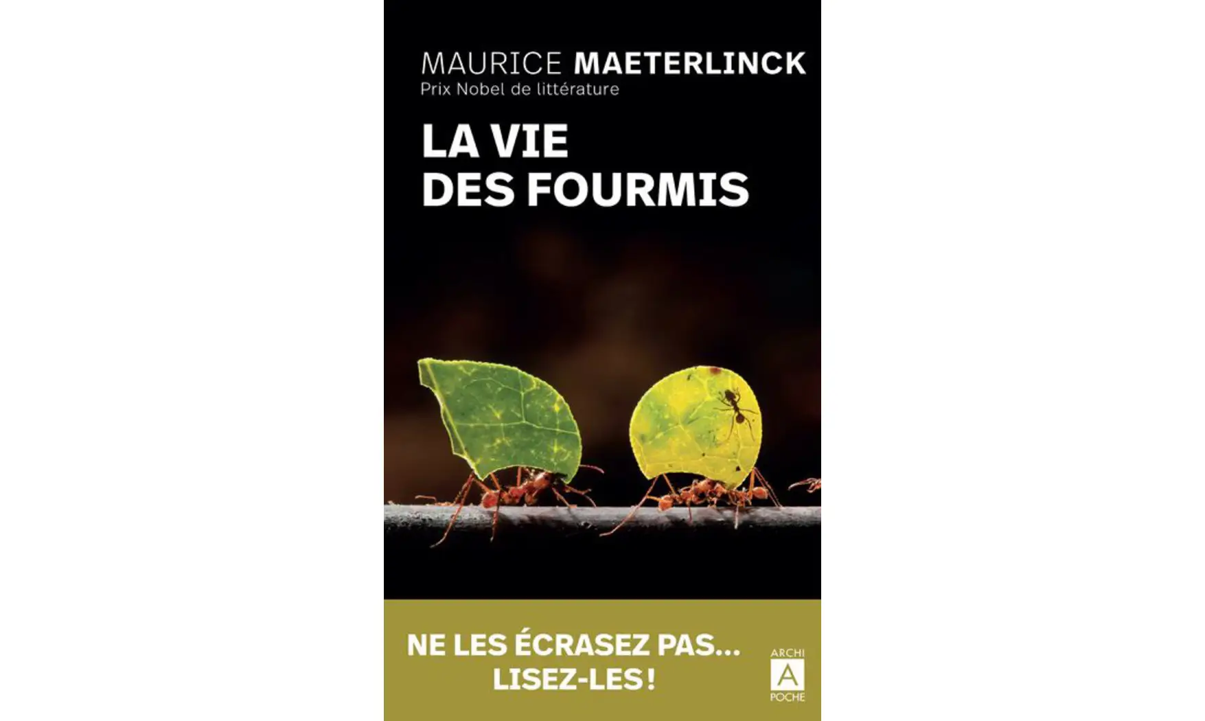 La vie des fourmis