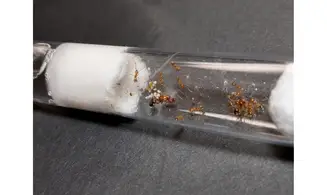 Aphaenogaster SP Israel