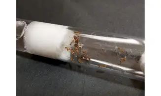 Aphaenogaster SP Israel