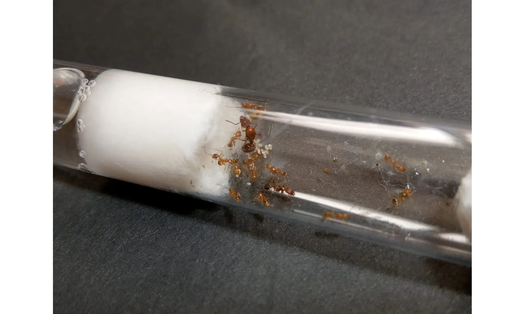 Aphaenogaster SP Israel