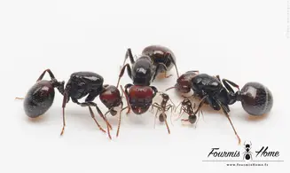 Messor barbarus polygyne