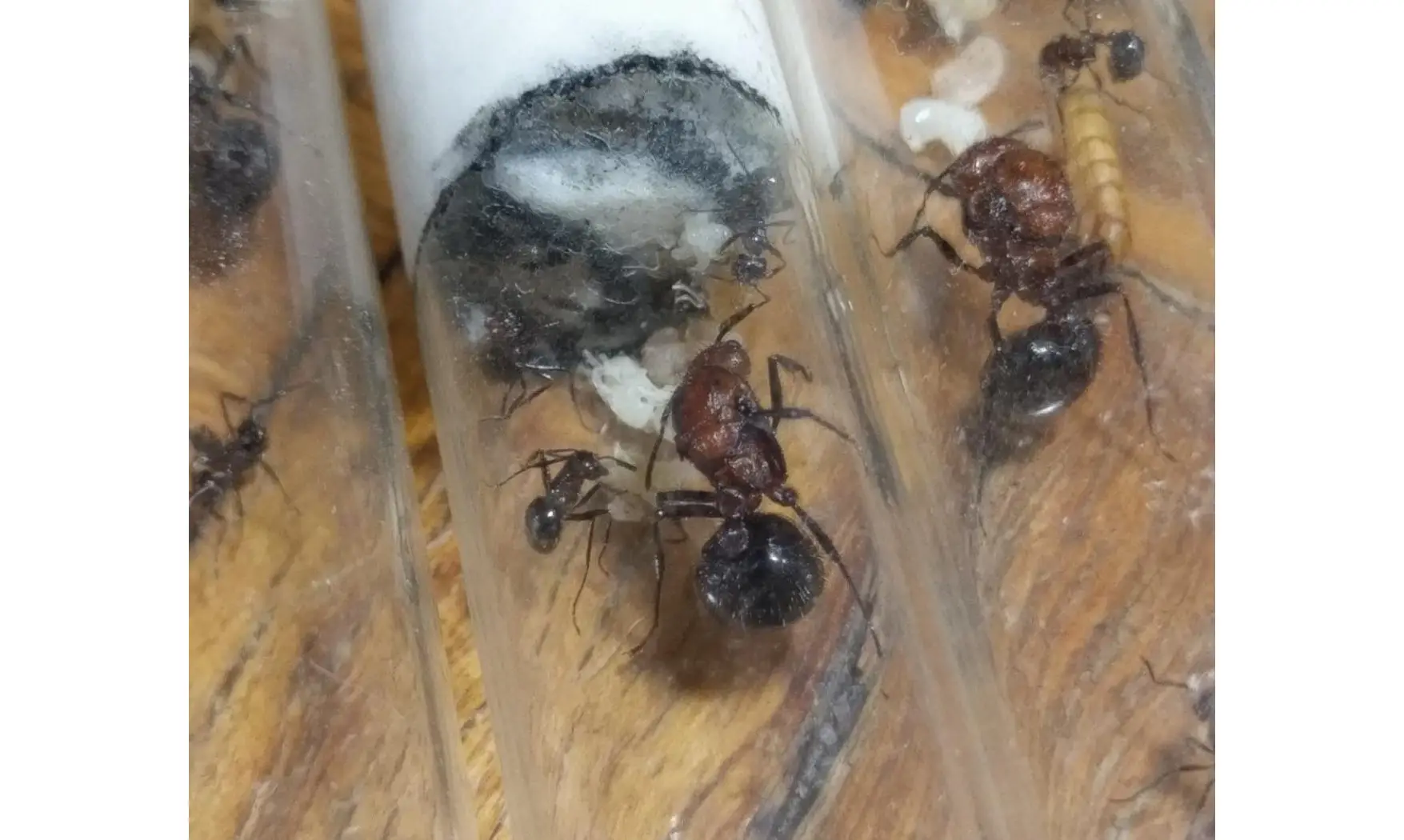 Myrmicaria brunnea.