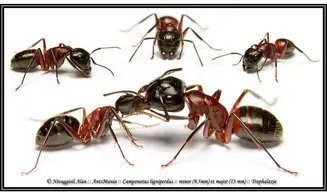 Camponotus ligniperdus