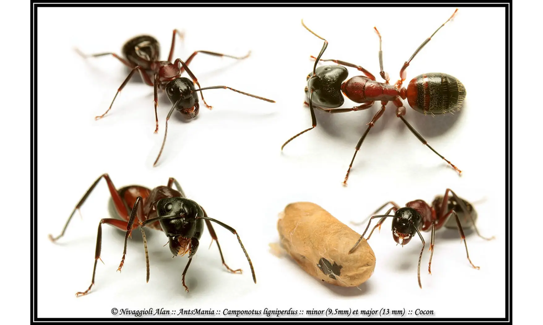 Camponotus ligniperdus