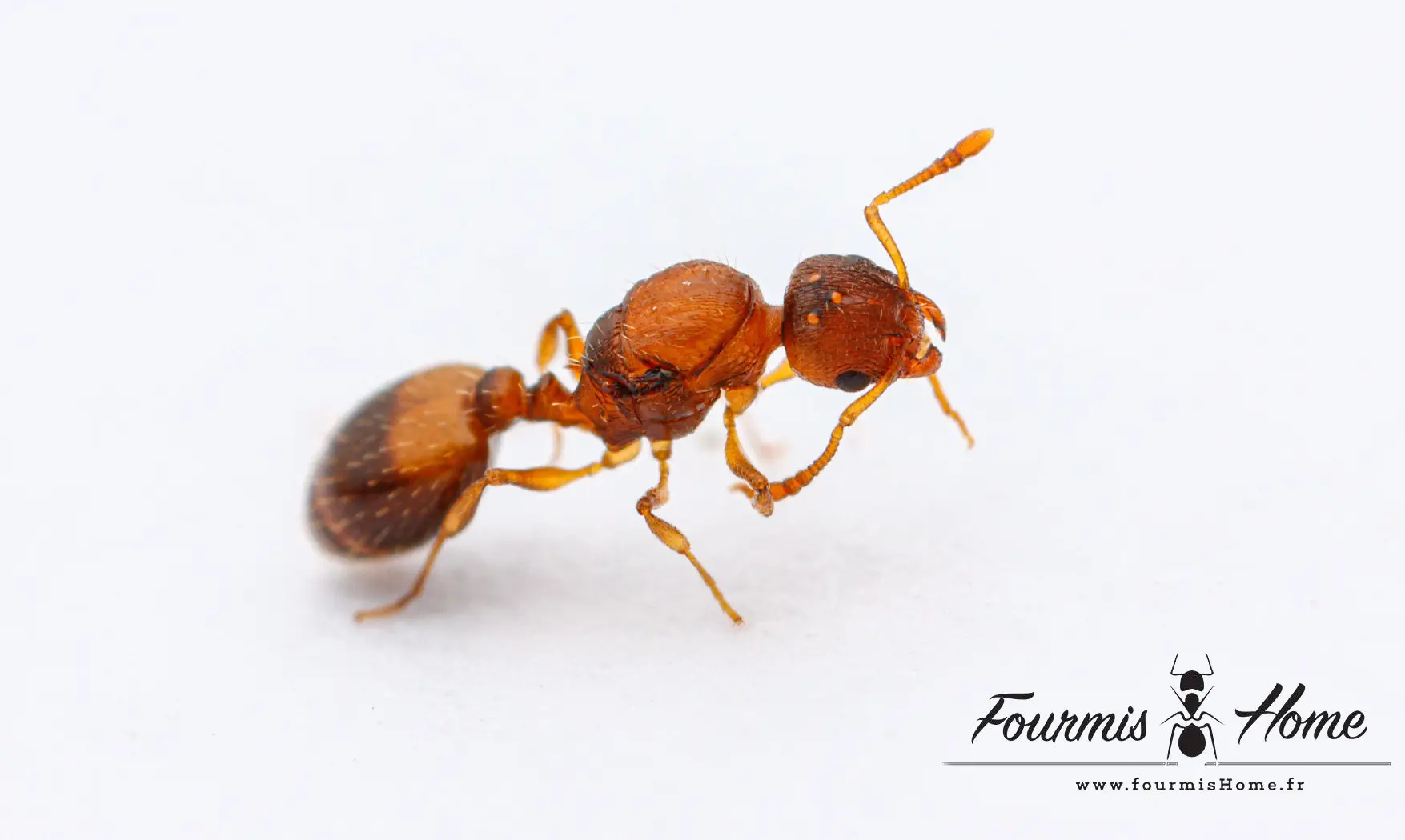 Temnothorax nylanderi