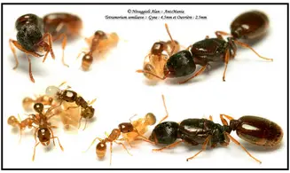Tetramorium semilaeve