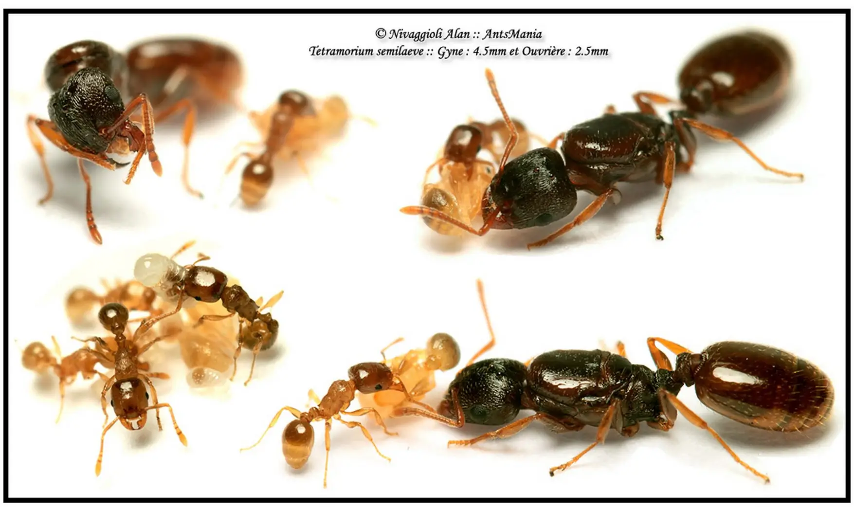 Tetramorium semilaeve