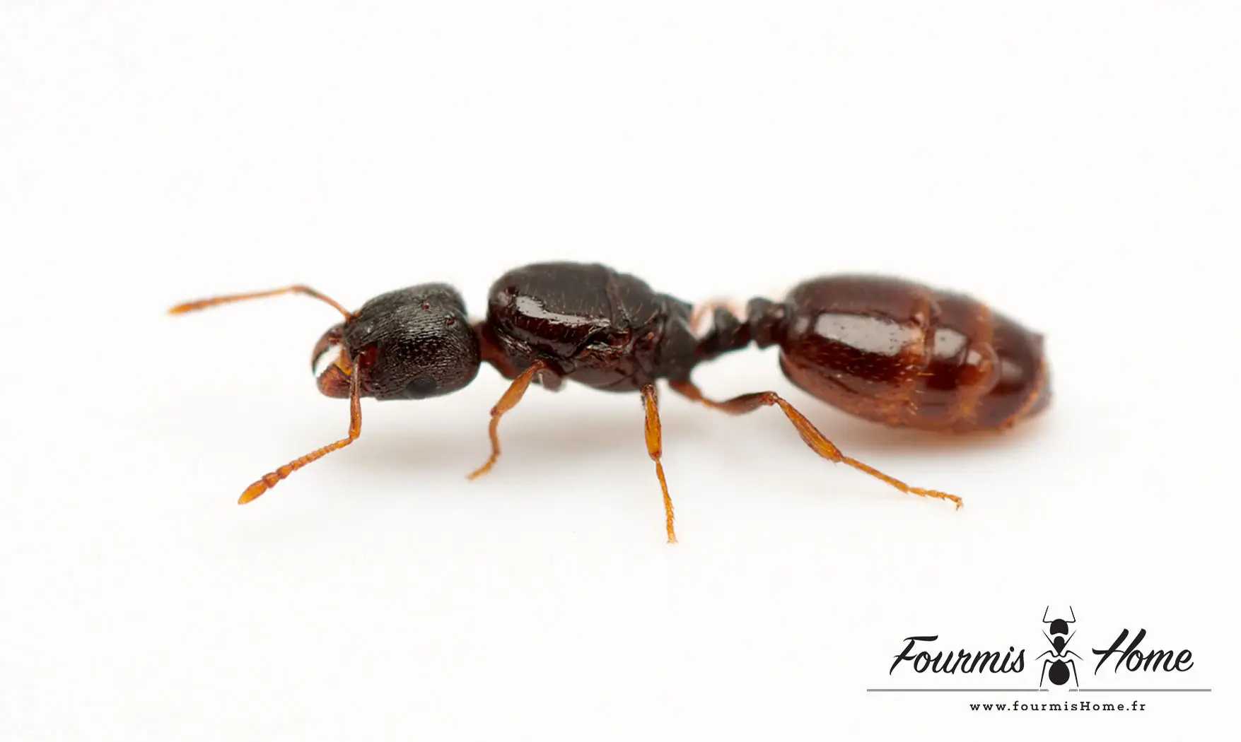 Tetramorium semilaeve