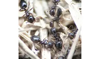 Crematogaster auberti