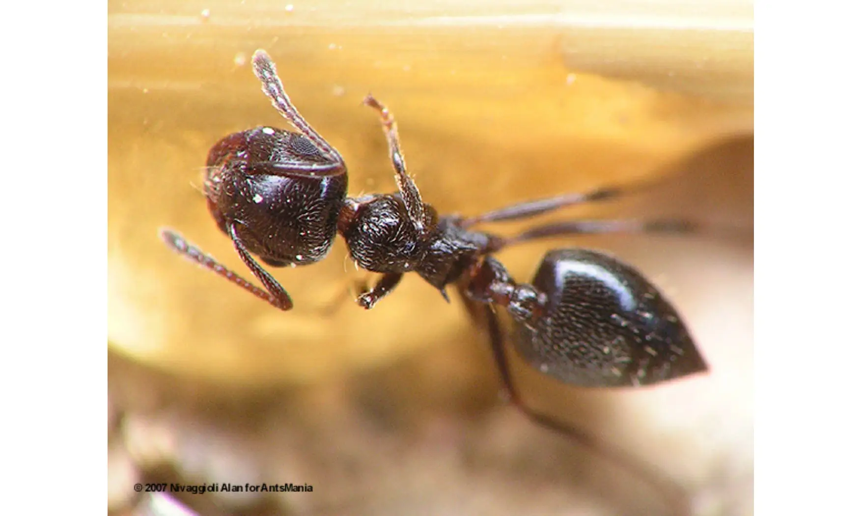 Crematogaster auberti
