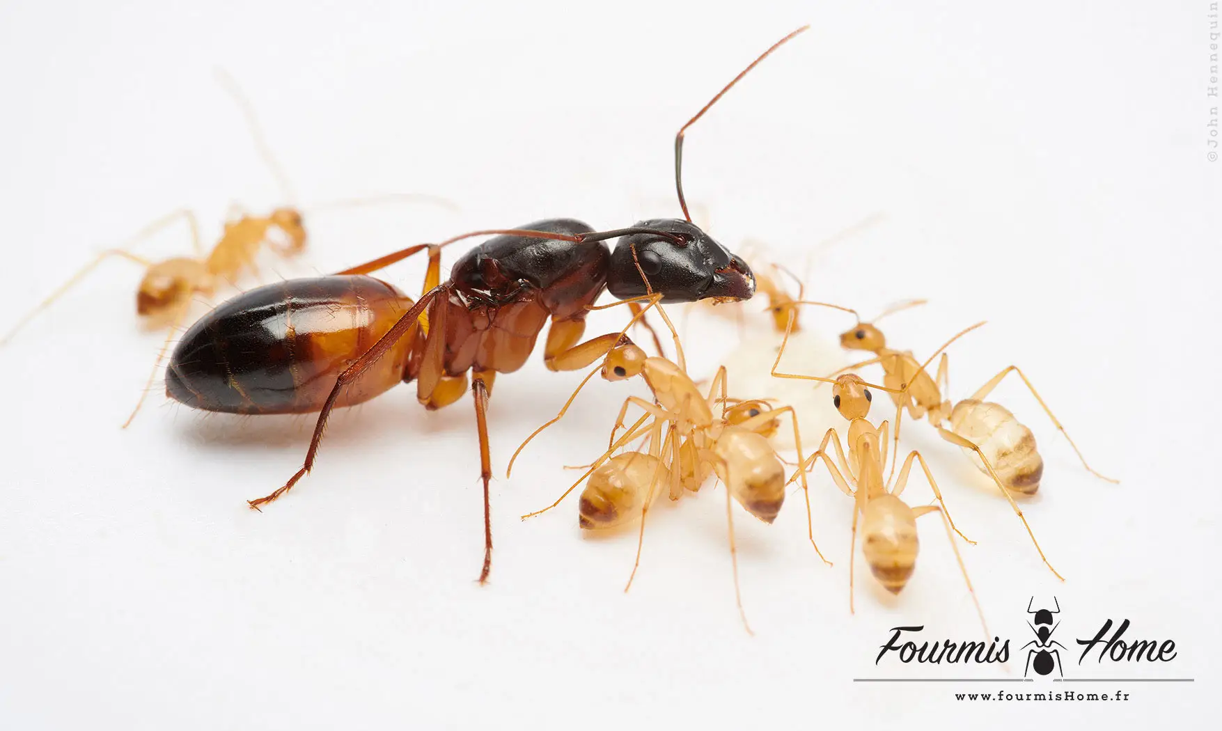 Camponotus sanctus YELLOW