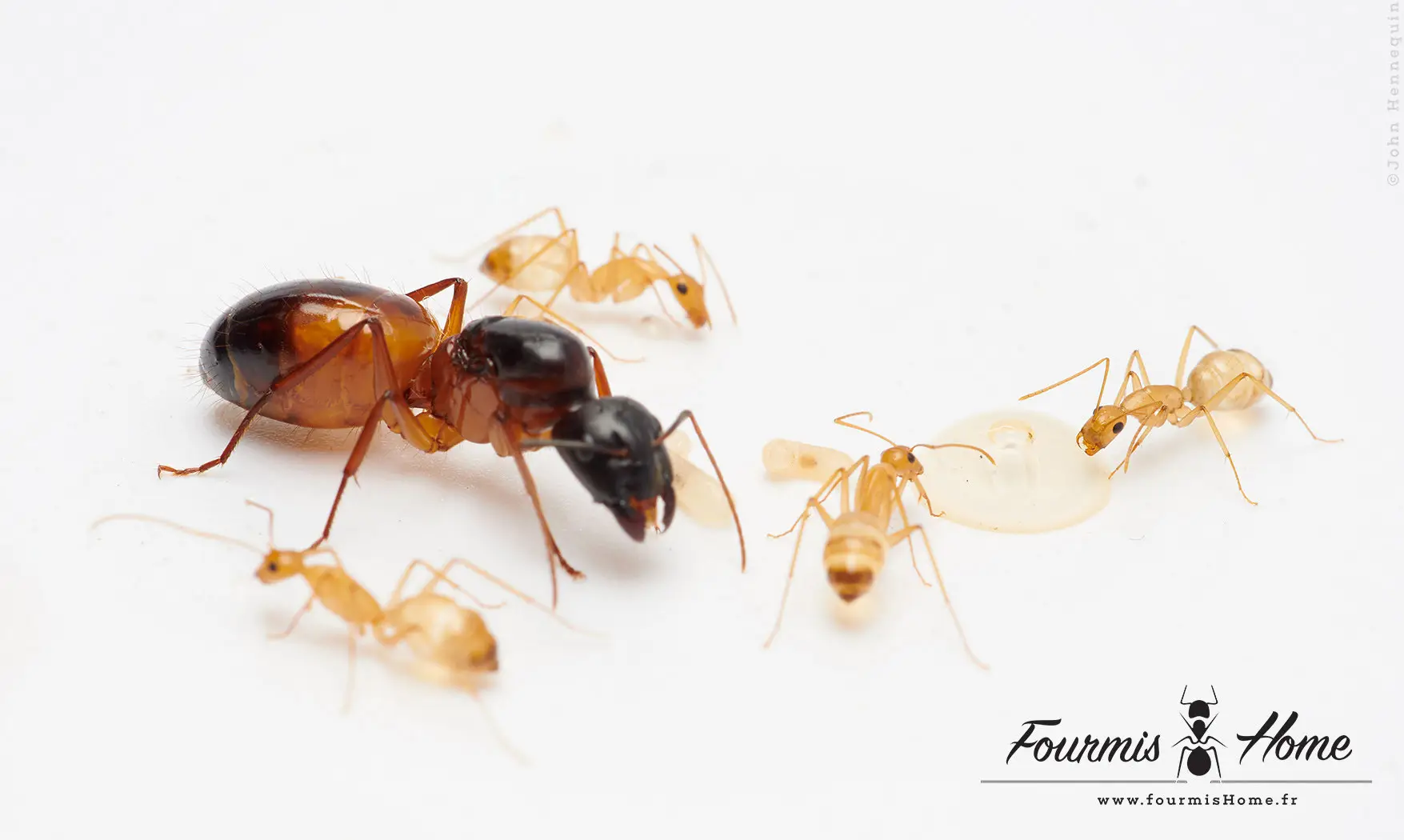 Camponotus sanctus YELLOW