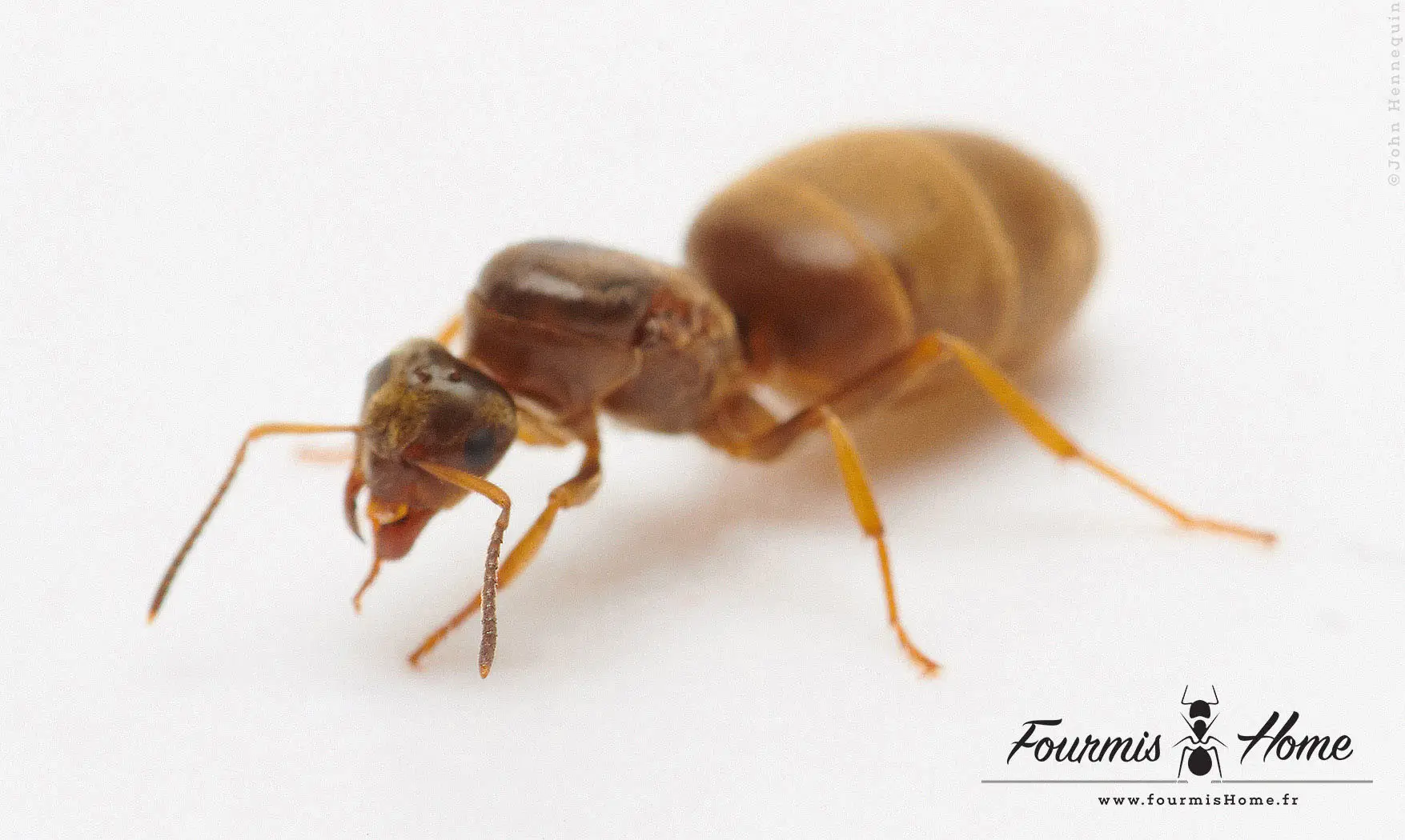 Lasius paralienus