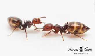 Pack Crematogaster scutellaris