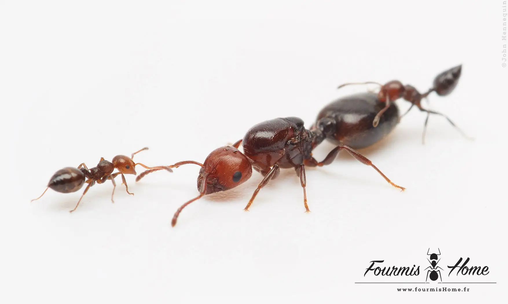 Pack Crematogaster scutellaris