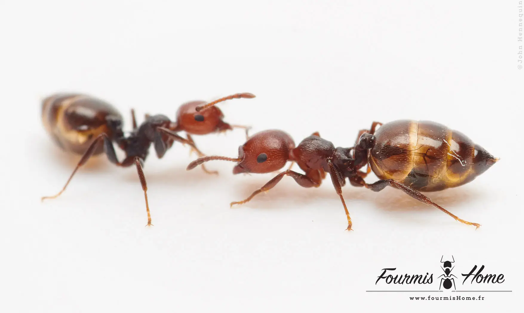 Pack Crematogaster scutellaris