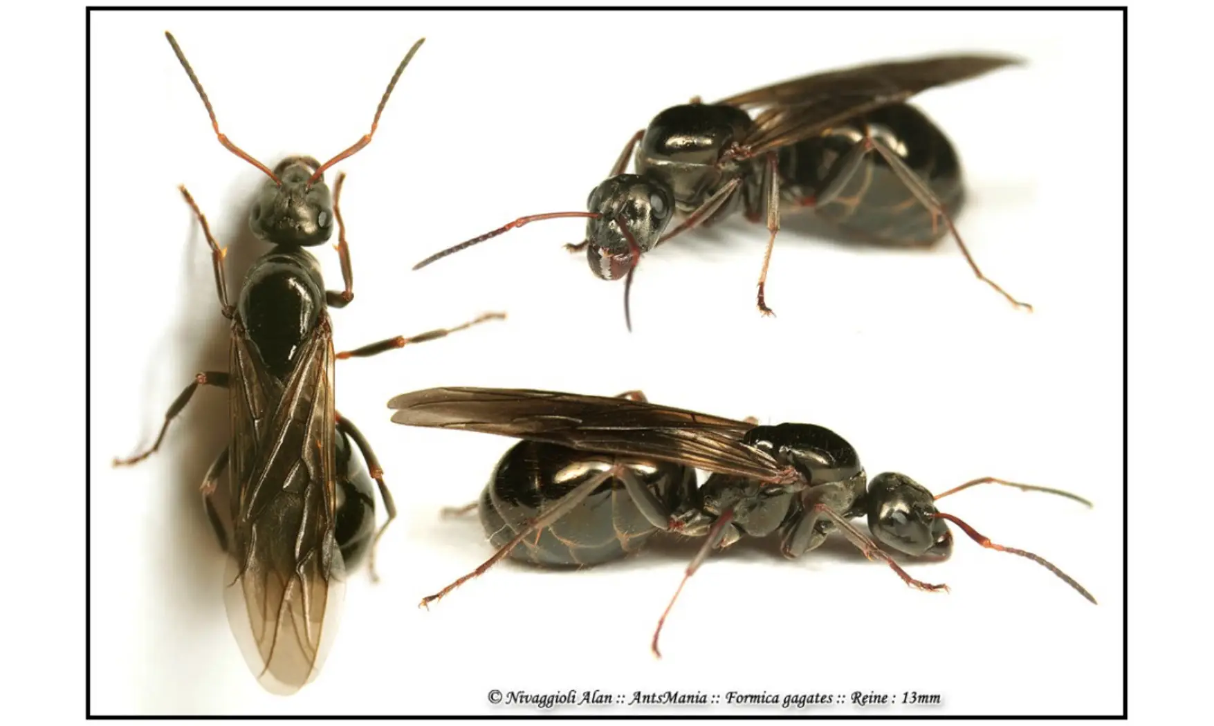 Formica gagates