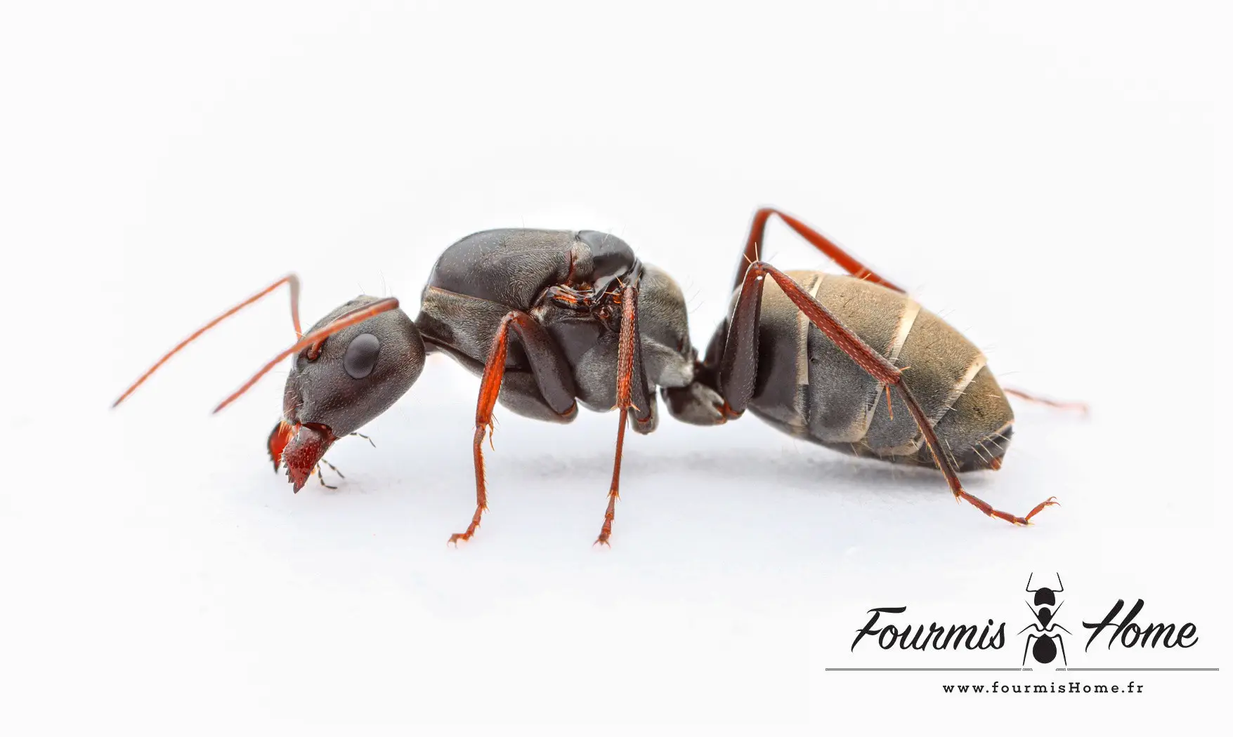 Camponotus cinctellus